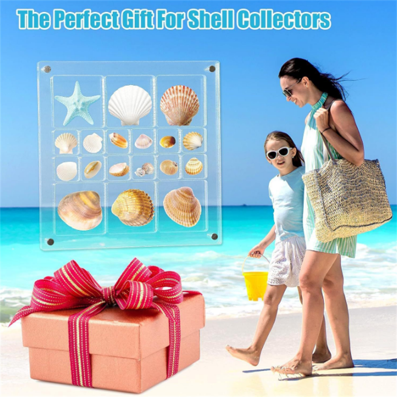 Acrylic Magnetic Seashell Display Box